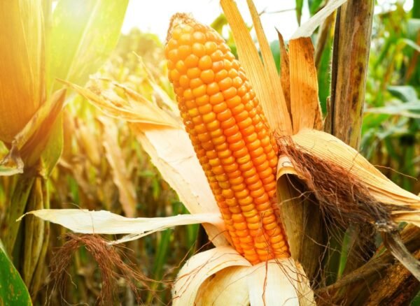 5b0ddaf5-b94e-47fb-8971-439964d01539 5b0ddaf5-b94e-47fb-8971-439964d01539