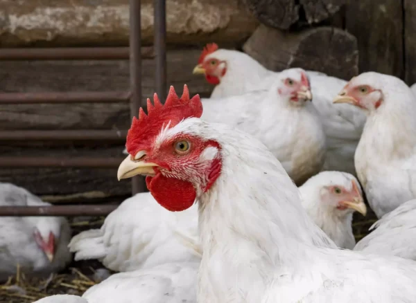 chicken-in-the-yard-of-the-chicken-coop-farmers-2022-11-25-18-22-28-utc-scaled chicken-in-the-yard-of-the-chicken-coop-farmers-2022-11-25-18-22-28-utc-scaled